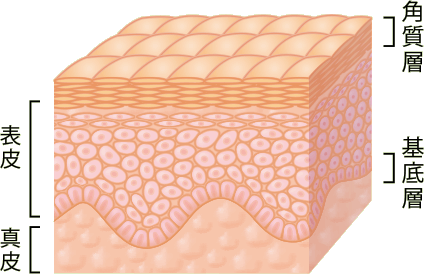 表皮について 皮膚の構造